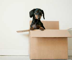 Dog Box Image